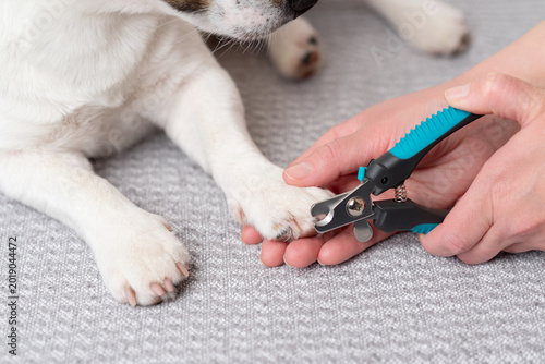 Konstfotografi Close up of a small dog having its nails trimmed with pet nail clippers at home