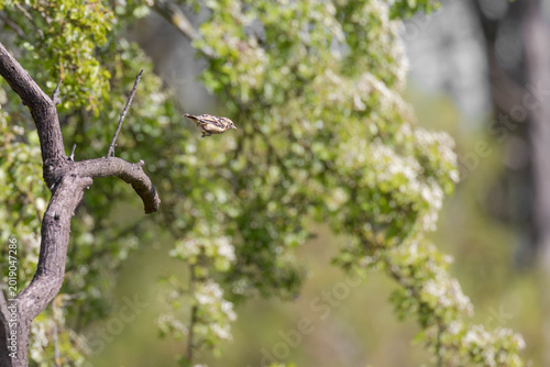 Schwarzkehlchen Baby im Flug