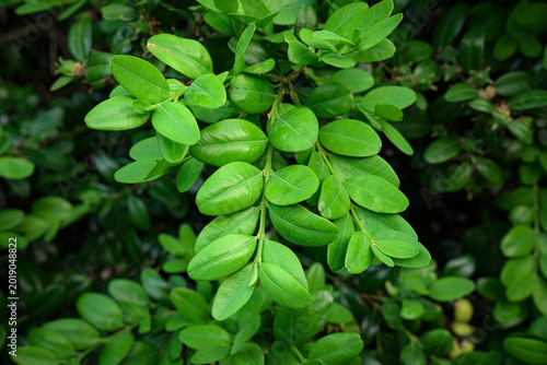 Foto Fresh Green Leaves Growing in Natural Forest