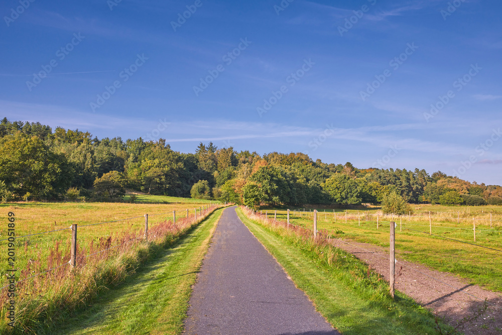 Obraz premium Blue sky, forest and road with landscape in nature for travel destination, roadtrip and holiday. Space, field and street in natural environment for scenic route, getaway journey or highway with trees