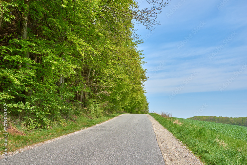 Obraz premium Trees, blue sky and road in countryside for tourism with destination, location and landscape. Empty, background and outdoor with street, path and trail by meadow, field and scenic route for journey