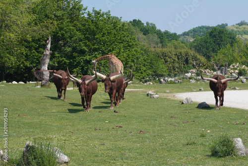 Photography Herd of Ankole-Watusi cattle and a giraffe in a safari park enclosure