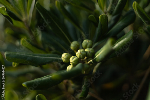 Obraz na płótnie Green plant buds on dark foliage under natural light