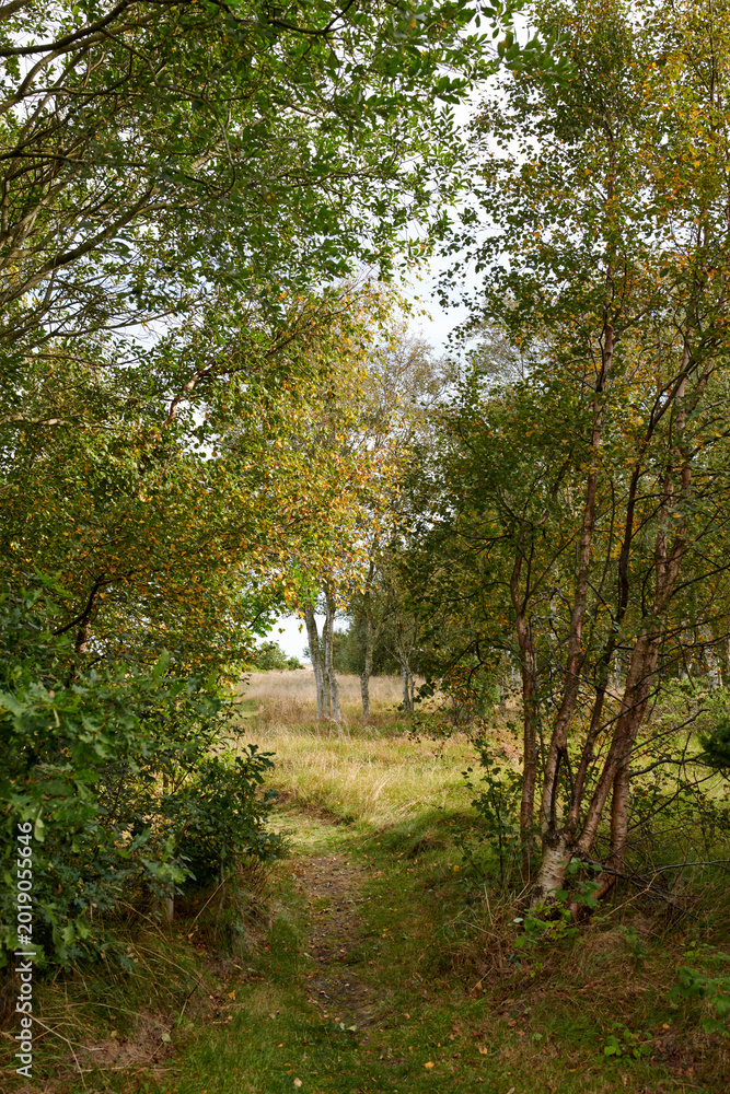 Obraz premium Outdoor, sustainable and view of trees in countryside, color change and shed in natural environment. Forest, fresh air and texture of plants in nature, autumn season and peaceful scenery at park