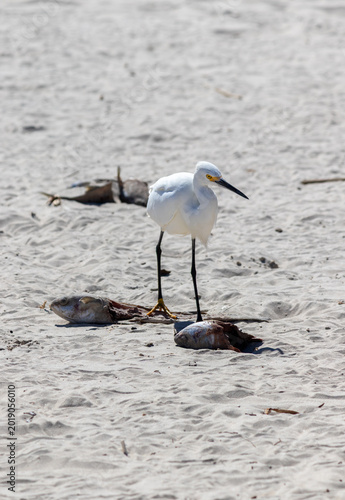 Snowy Egret in Barra de Tramandaí in Rio Grande do Sul, Brazil.	