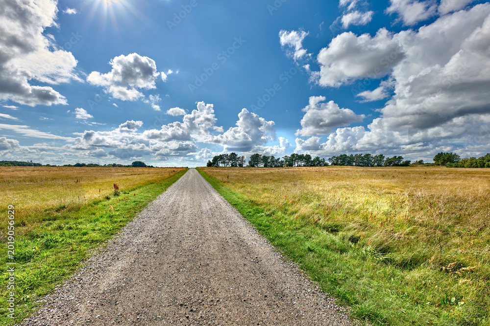 Naklejka premium Background, dirt road and field with landscape in green environment for scenic view of summer. Cloudy sky, nature and trees with scenery outdoor in grass habitat for adventure or journey on path