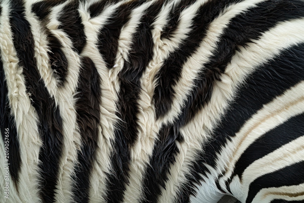 Naklejka premium Zebra's striped fur creating a striking natural pattern and organic texture