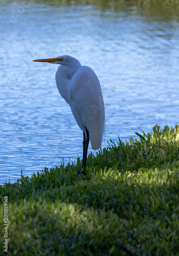 Great Egret found in Lago do Braço Morto in Imbé in Rio Grande do Sul, Brazil.	