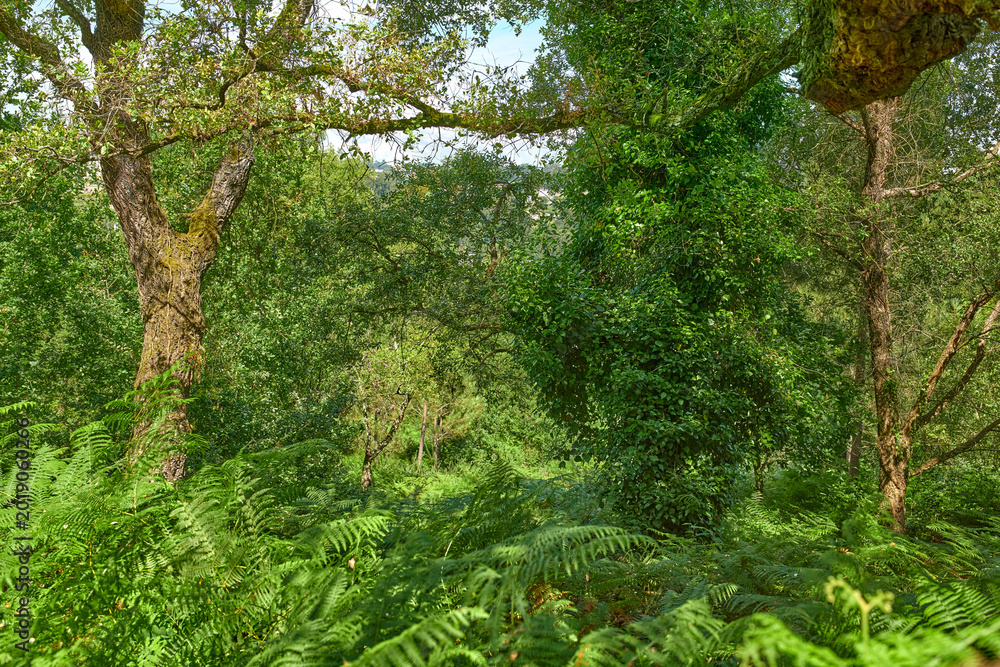 Fototapeta premium Trees, woods and fern with leaves in nature, canopy or sustainability with foliage in environment. Ecosystem, plants and branches for eco friendly agroforestry, outdoor or organic timber production