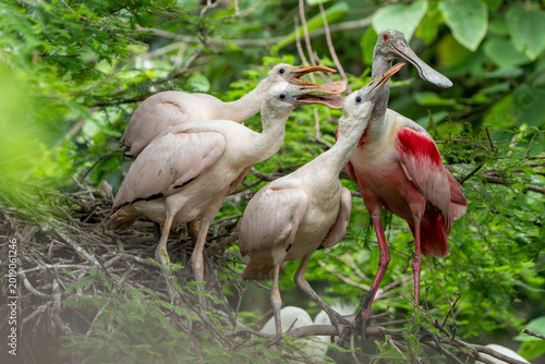 Three Young Roseate Spoonbills Pester Mother for Food
