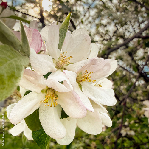 Backlit Apple Blossoms Blooming on a Spring Orchard Tree