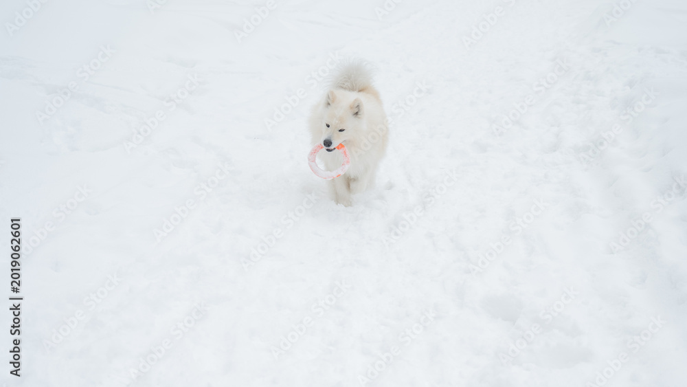 Naklejka premium A Samoyed dog plays with a puller on a winter walk.