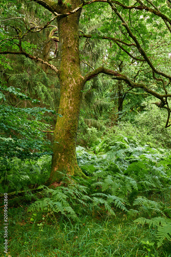 Fototapeta premium Nature, plants and tree with branches in woods, ecosystem sustainability or ecological biodiversity. Greenery, conservation or vegetation with growth in natural habitat, botanical park or environment