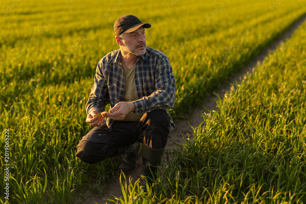 Obraz premium Professional male agronomist inspecting crops plants growing in the farm field. Agriculture production concept