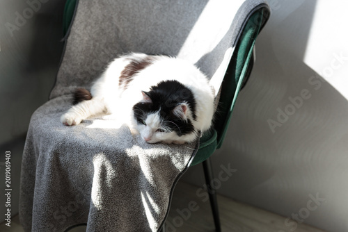 Quadro em tela A domestic cat is relaxing on a chair basking in the sun