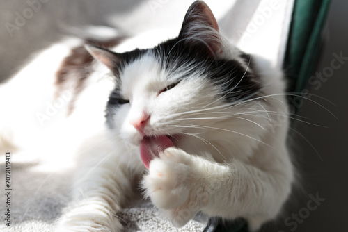 Canvas Print A domestic cat is relaxing on a chair basking in the sun