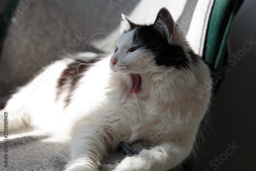 Valokuva A domestic cat is relaxing on a chair basking in the sun