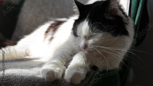 Quadro em tela A domestic cat is relaxing on a chair basking in the sun