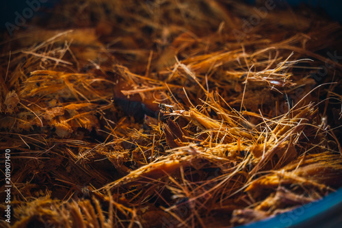 Photos Detail of the bagasse from agave pineapples used to make mezcal, with some small bees consuming the sweet pulp