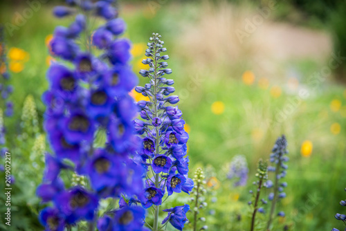 Fotografia Close up of tall blue delphinium flowers blooming in a summer garden with soft b