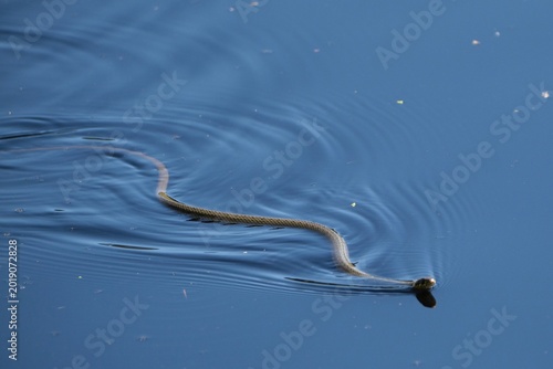 A young grass snake (Natrix natrix) swims in the lake 