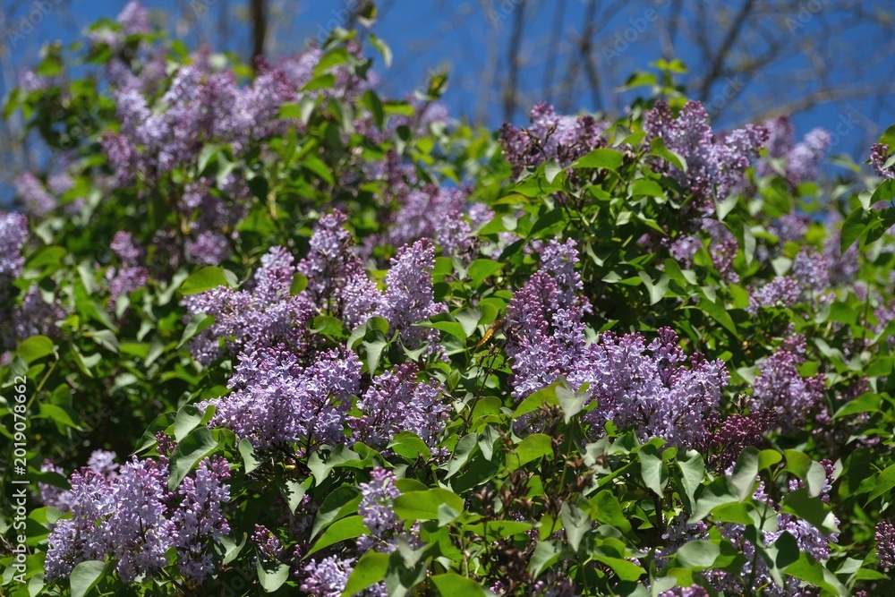 Obraz premium Close-up of blooming lilac branches