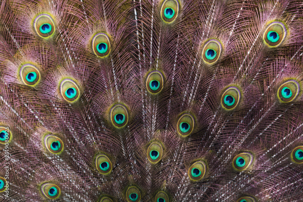 Obraz premium Vibrant Peacock Feather Pattern - Iridescent Eye Texture Background