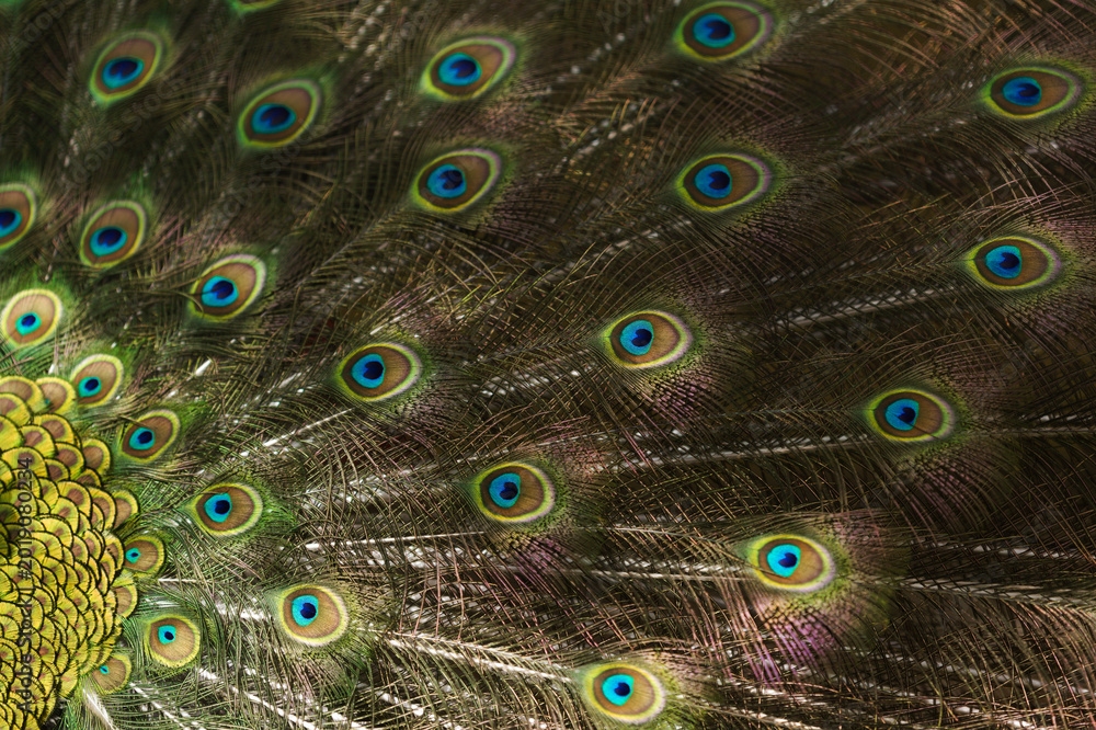 Obraz premium Vibrant Peacock Feather Pattern - Iridescent Eye Texture Background