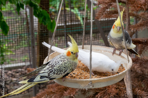 Konstfotografi Group of cockatiel parrots sitting on a hanging round feeder and eating grain se