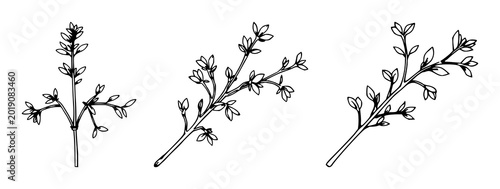 Foto Sprig tarragon set with single weight line drawing and minimalist clean design f