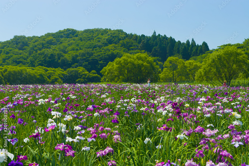Obraz premium 神楽女湖の花菖蒲（大分県別府市）