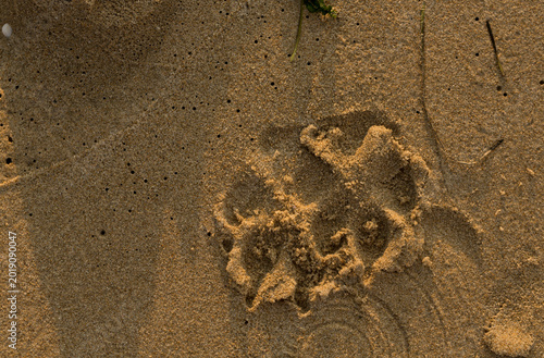 Cuadro en lienzo Dog tracks in the sand, near the coastline in the morning.