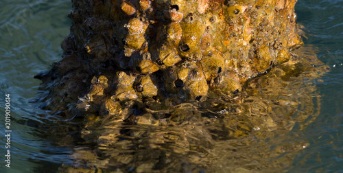 Fotografía Tetraclita squamosa - Thatched barnacle