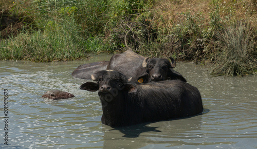 Tableau sur toile A herd of domesticated buffaloes enjoying bath in the river.
