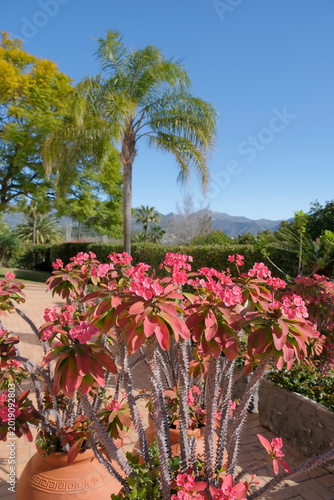 Bild auf Leinwand Christusdorn (Euphorbia milii)