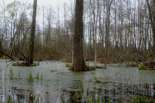 river in the forest