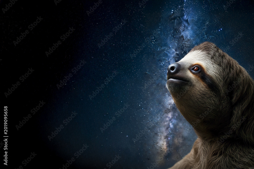Obraz premium 星空を眺めるナマケモノ | A sloth gazing at the starry sky Generative AI