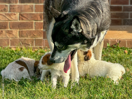 Gentle Giant