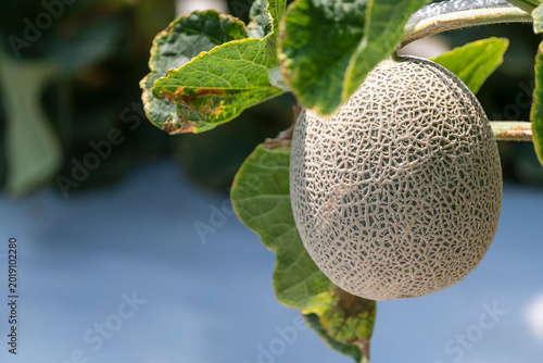 Fotografía Macro shot of fresh musk melon with organic netting pattern growing on a vine in