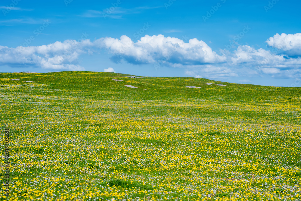 Fototapeta premium Wildflower meadow between Dogs Bay and Gurteen Bay near Roundstone, Connemara, Ireland. Yellow buttercups, green grass and limestone boulders on the Wild Atlantic Way.