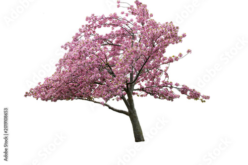 An isolated Cherry Blossom tree on a transparent background.