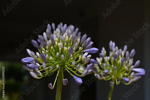 Close-up of purple agapanthus africanus (African lily) flowers against a dark background
