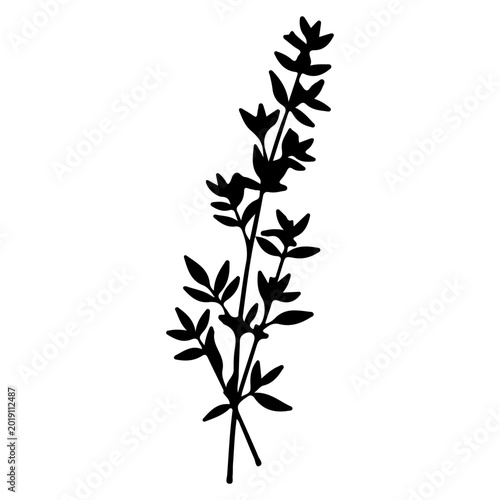 Cuadro en lienzo Silhouette of a Thyme Sprig.