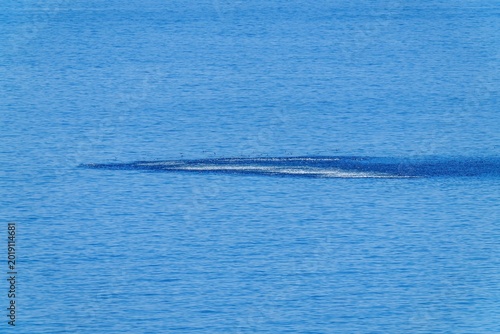 海面で小魚を捕食するカモメの群れとナブラ