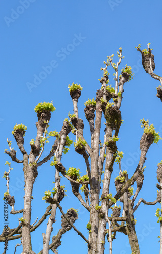Tree trunks with spring pruning and the first green leaves against a blue sky