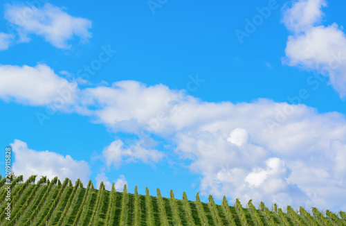 Summer view of blue sky with clouds and vineyard in the distance