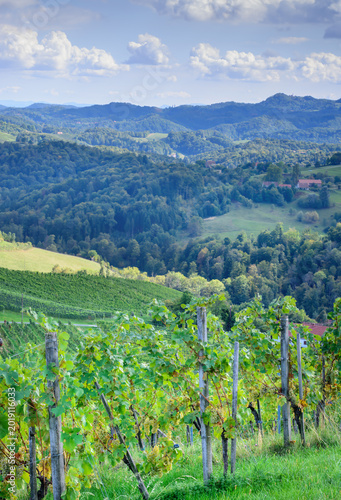 A view of growing grapes in summer