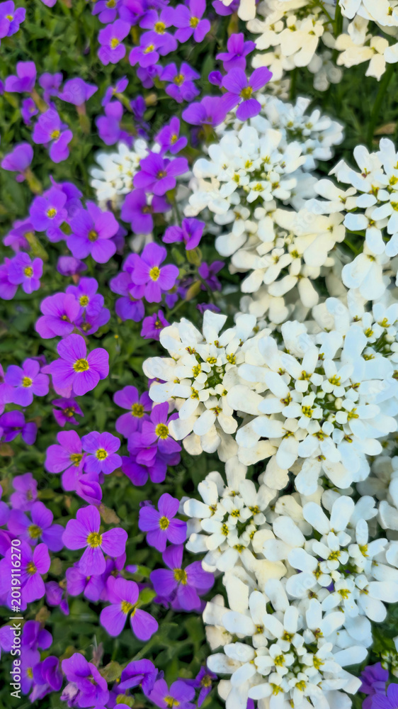 Fototapeta premium Close-up of small white and purple flowers growing in a flower bed