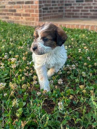 Clover Field Explorer