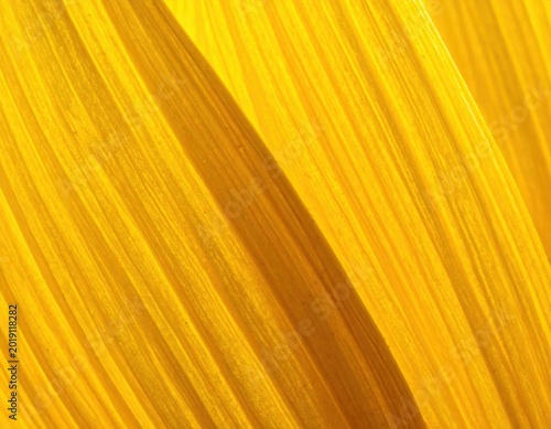 Macro closeup of vibrant sunflower petal texture with golden sunlight, organic botanical patterns, natural yellow gradients, floral summer backdrop